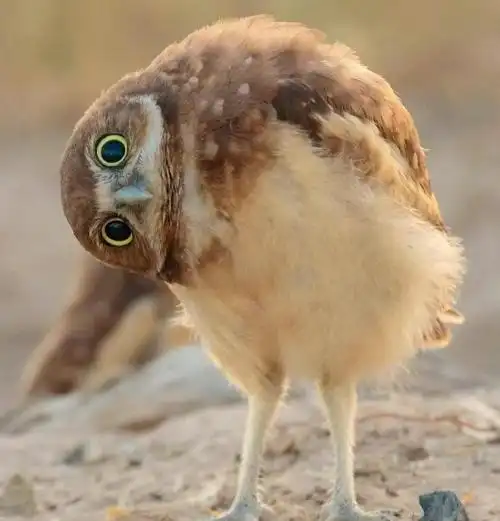 公安局里来了11只呆萌鸟宝宝##亿点曝光计划