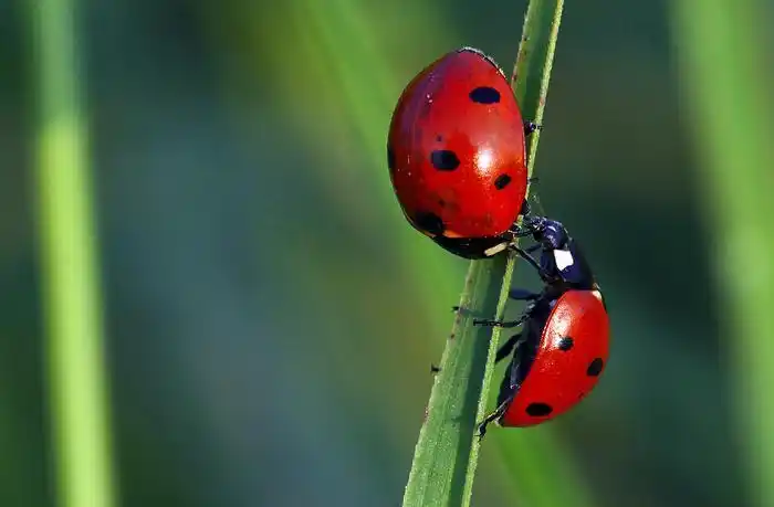 瓢虫澳洲瓢虫多种瓢虫七星瓢虫叶甲瓢虫甲虫瓢虫科