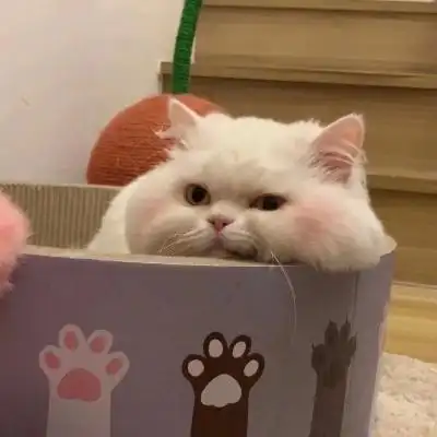 看一眼就会爱上的超治愈可爱猫咪头像