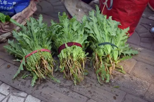 公安局门前兜售罂粟苗 无知农妇撞"枪口"_幼苗