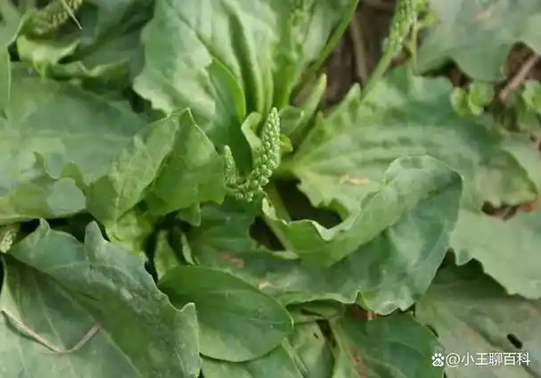 今天聊聊,"车前子",有哪些功效和作用?