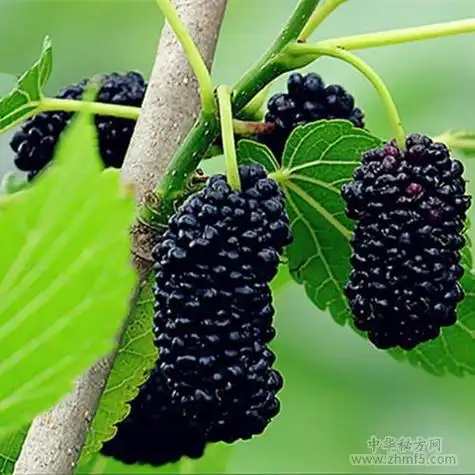 男人吃哪些水果壮阳 补肾壮阳最快的五种水果