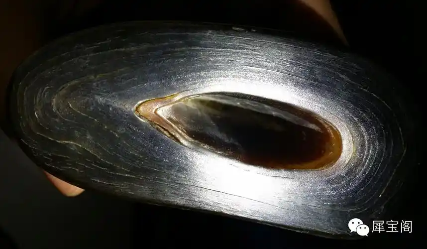 能雕制成有复杂图案的犀角杯.