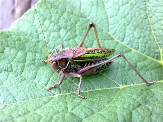 蝈蝈精美摄影欣赏