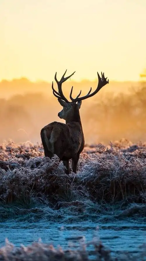 可爱小鹿唯美意境