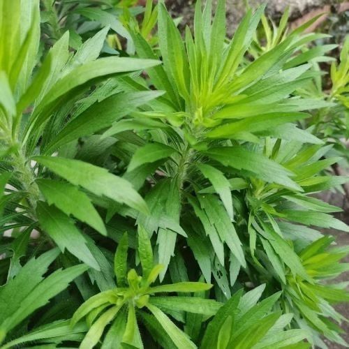 新鲜飞蓬草小飞蓬草野葵花草现挖现发整颗发货野生