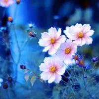 简单好看的qq头像意境唯美简约静物图片