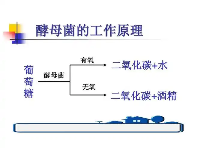 酵母菌的工作原理 有氧 二氧化碳 水 二氧化碳 水 葡 萄 糖 酵母菌