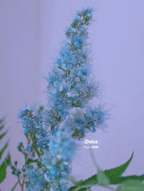 薄荷棒棒冰蓝色珍珠梅