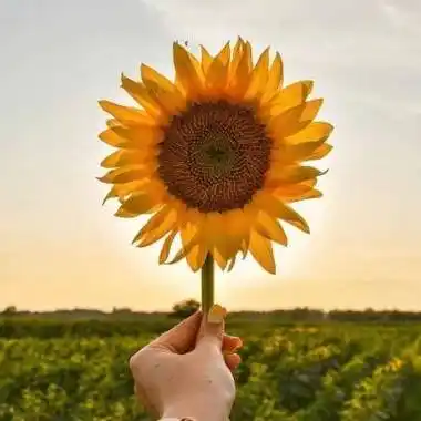 上一篇:真实风景图片和卡通人物合图下一篇:非常旺健康的微信头像