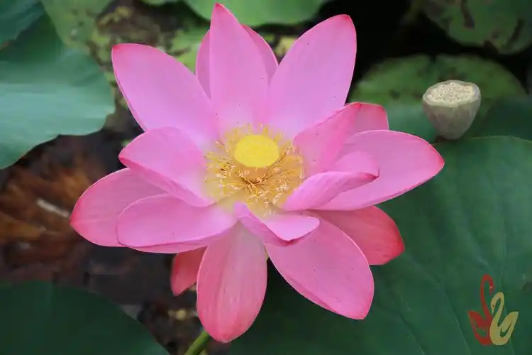 惊艳!这里的荷花美得过分