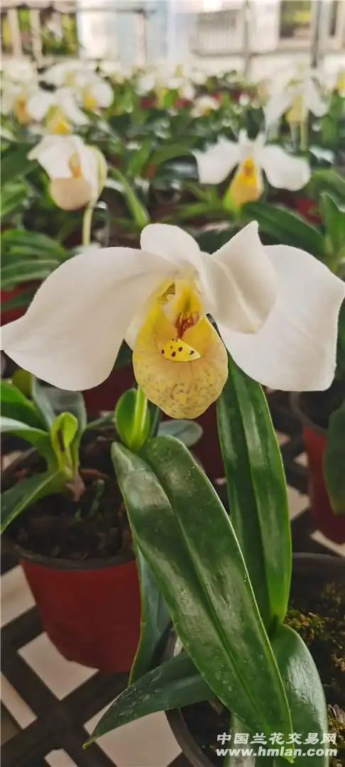 香香的白花兜兰