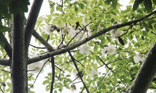 梅城文化公园木棉花絮漫天飞,现场景象十公可观