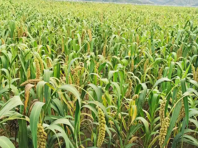 丰收的季节,金色的季节.压弯腰的庄稼仿佛在向农民伯伯挥手致致意