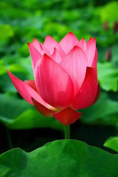 周末去哪丨王莽的鲜桃红了,千亩荷花艳了,就等你咧!