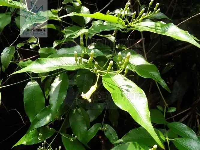 sindechites henryi oliv.