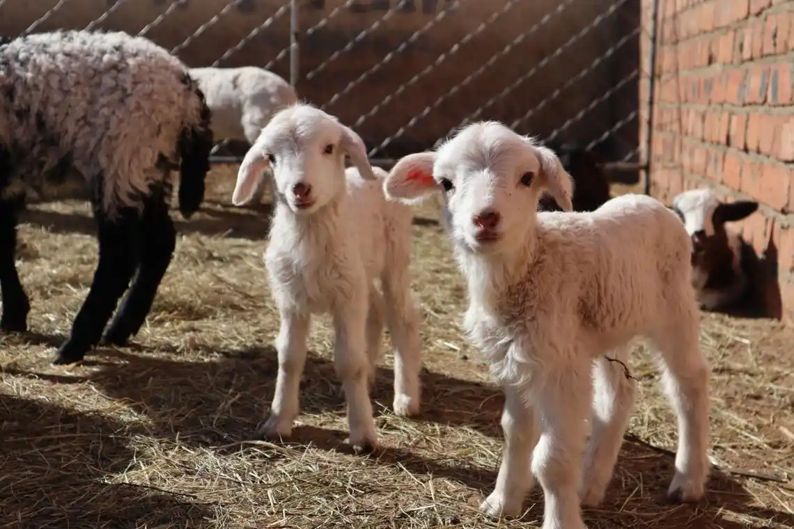 沐浴阳光的小羊羔子们