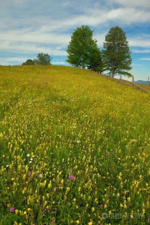 喀尔巴阡山草甸