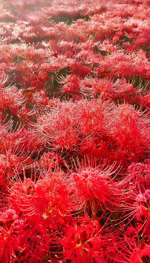 彼岸花:凄美与妖艳的象征 🌸