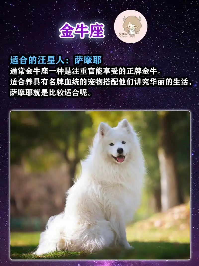 12星座7415铲屎官专属狗狗98,你想养哪只71 12星座性格各有不