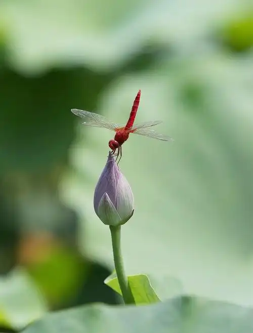 小荷才露尖尖角,早有蜻蜓在上头.