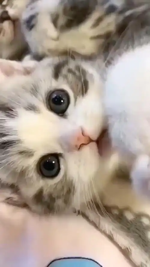 小猫咪卖萌合集治愈你一整天