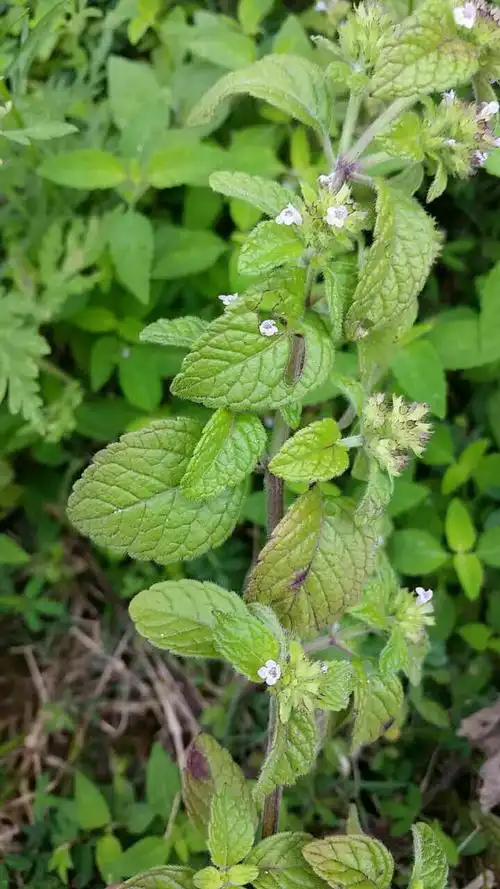 南昌李师兄分享山薄荷?
