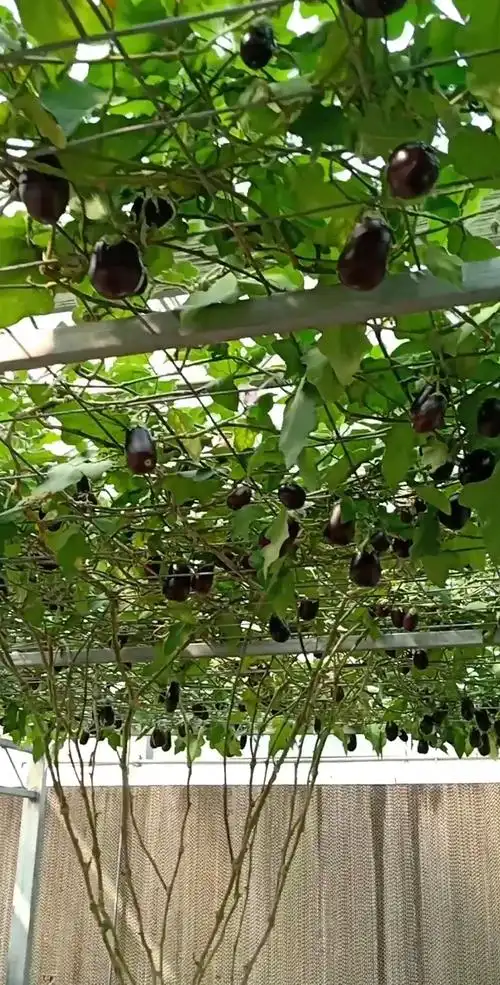 劳动最光荣#嫁接多年生茄子技术,一颗能结上千斤,你怎么看?