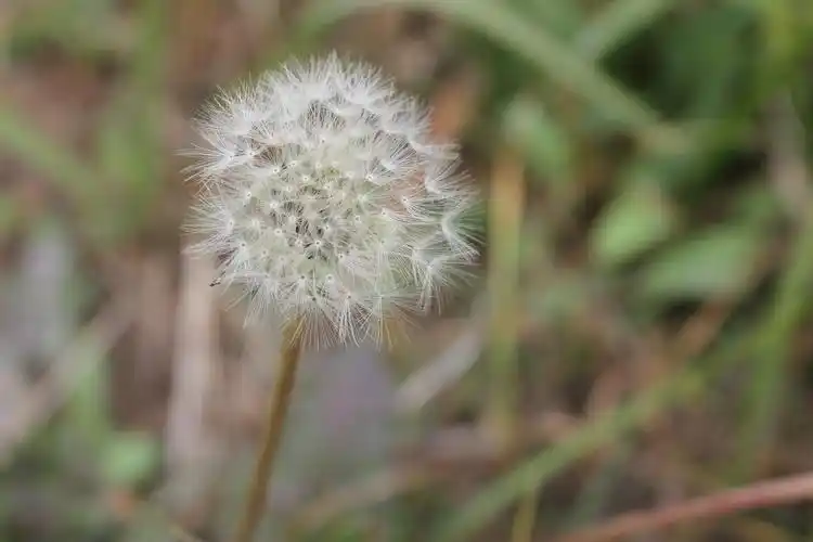 蒲公英的功效有哪些