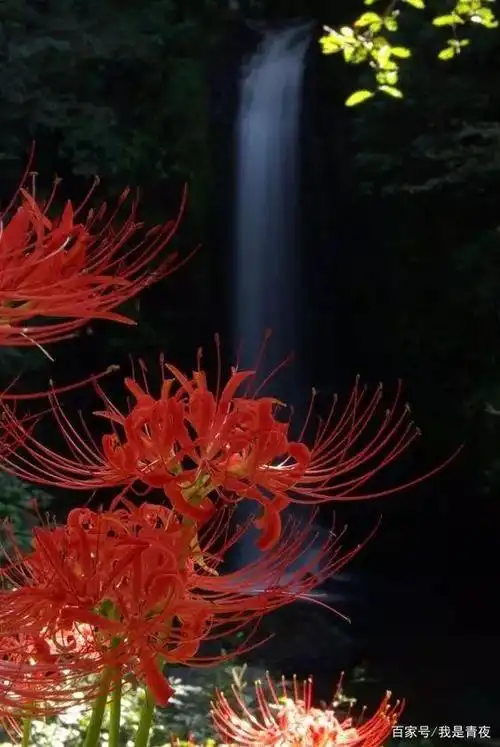 黄泉路边彼岸花|奈何桥上孟婆汤|阎罗殿生回生草