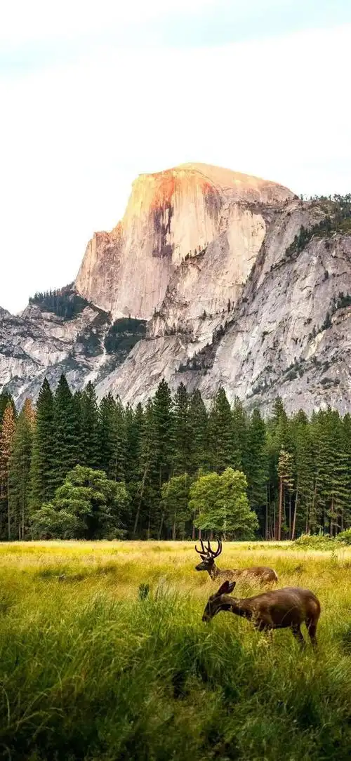 壁纸 | 高清养眼绿色壁纸,熬夜党看过来