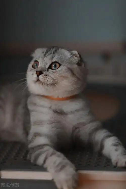 英短折耳猫多少钱一只苏格兰折耳猫堪称猫中天使