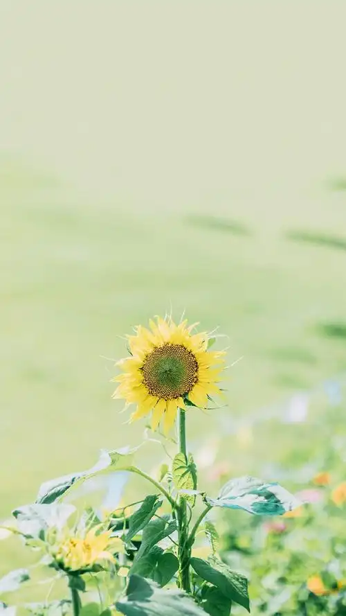 小清新治愈花卉图片手机壁纸