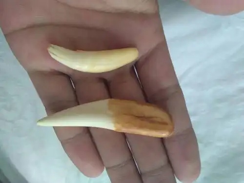 我有两个老虎牙在缅甸的朋友送的请大神看看请大神