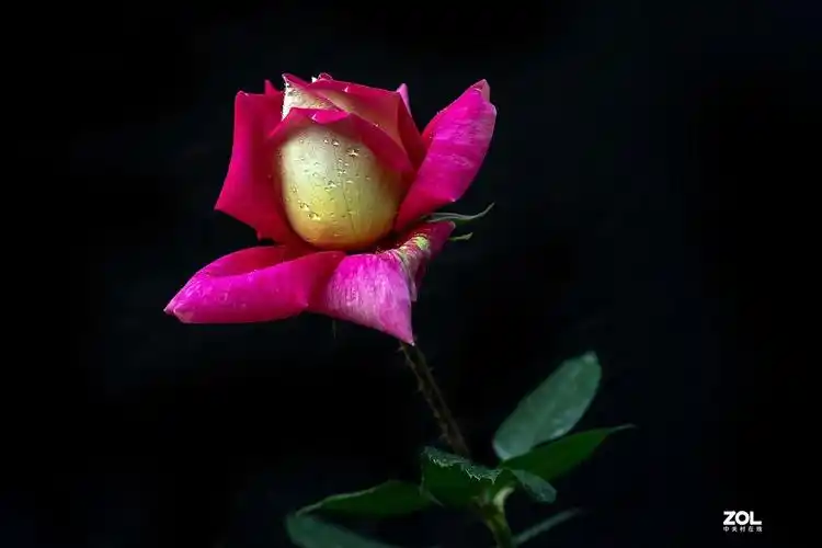 2021新的一年好运连连