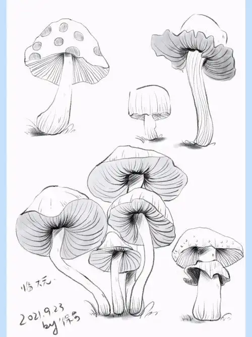 今天是临摹大元的速写小物件线条练习