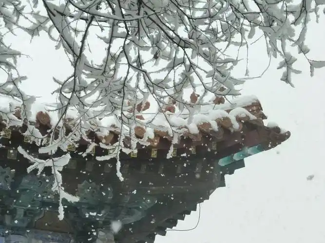 雪中福陵,看横卧于天际的松柏,听虎啸龙吟般的松涛声