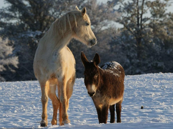马和驴子"做错"了啥,为什么骡子不能生育?专家道出其中实情