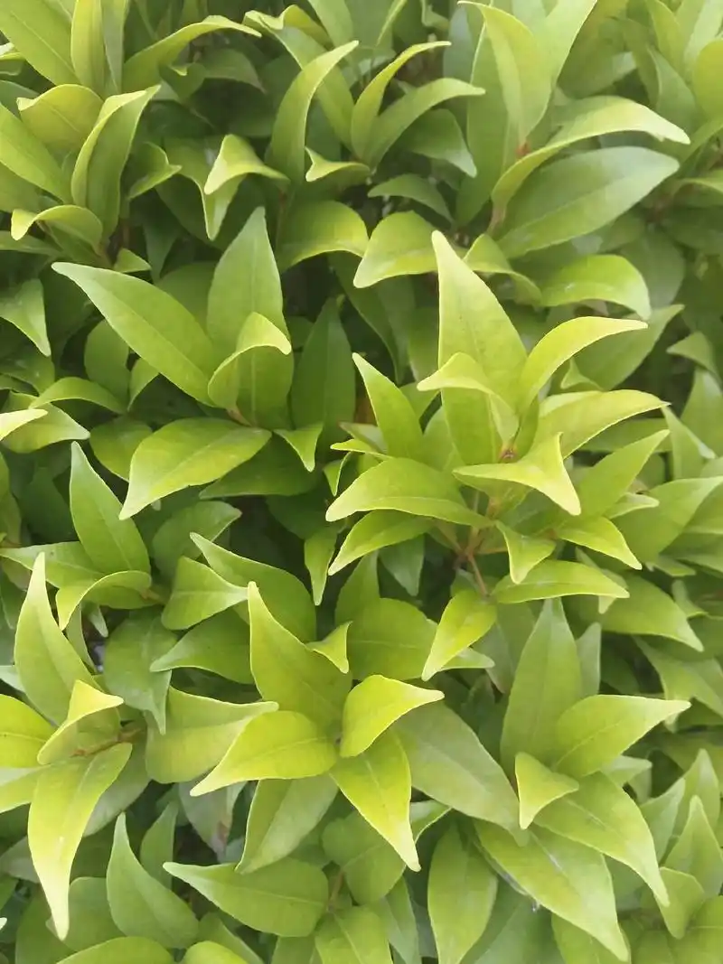 红鳞蒲桃.红鳞蒲桃是桃金娘科蒲桃属植物,灌木或中等乔木,喜温 - 抖音