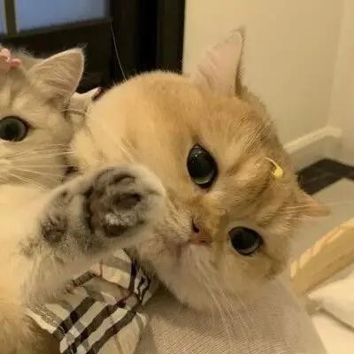 情侣头像情头猫咪头像