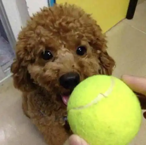 把泰迪交给男朋友照看,一个月后