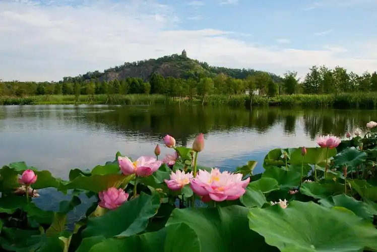 "辰山印象"(夏的季节)_风景_poco摄影,风光