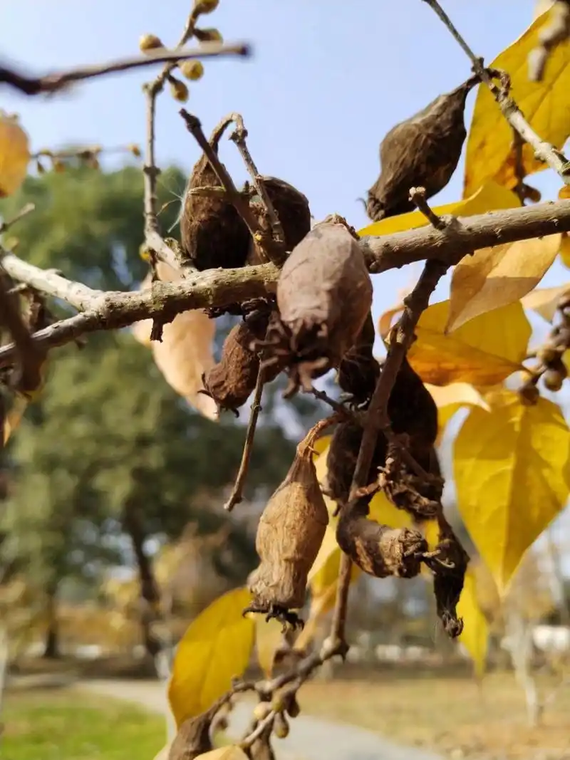 腊梅果实 #手机摄影