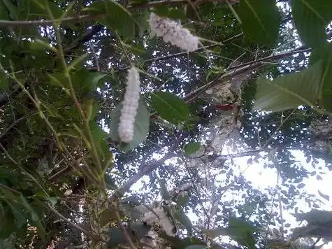 榆树上的白色虫子,全身是白毛,头尾是黑色的,有人认识这是什么虫子,请