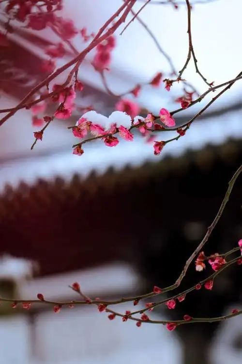 一场雪一座城三两诗