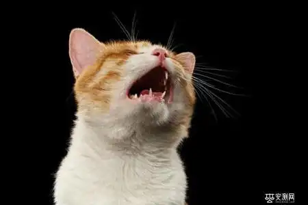 半夜听到猫叫声是很瘆人的事情,因为很多猫叫的声音很恐怖,甚至有点