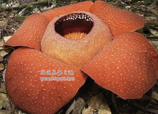 六,大王花传说中的食人花