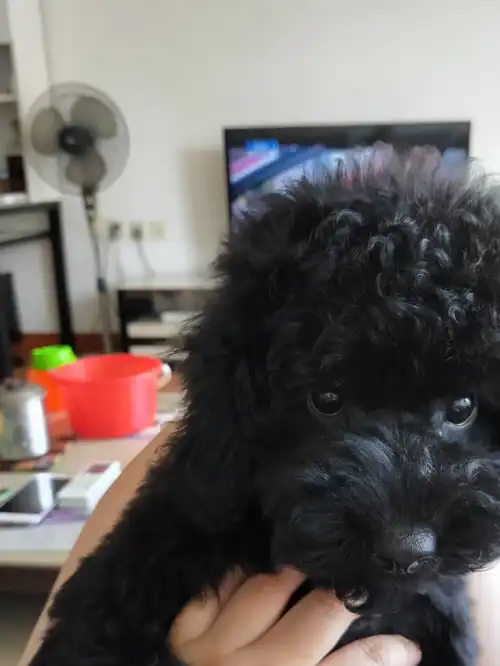 黑泰迪洗个澡后就大翻身了,还忍心再将它抛弃吗?希望好好珍惜吧