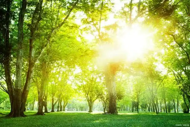 阳光和新鲜空气是最好的药,它们是生命的灵丹妙药,治愈身心