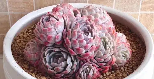多肉冰梅这么养能爆盆易变美色彩斑斓惹人醉还有迷人的香味